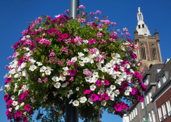 Flower Basket Flower Basket