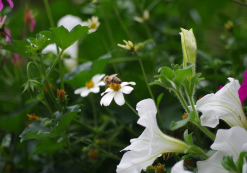 Flower & Shower_insektenfreundliche Bepflanzung